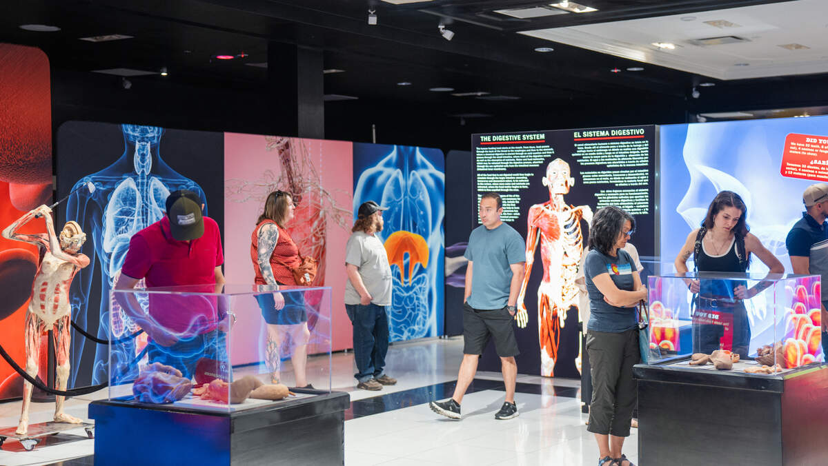Exhibit attendees explore the “Bodies: The Science Within.” The exhibit showcases six human body systems and eight full-body specimens.